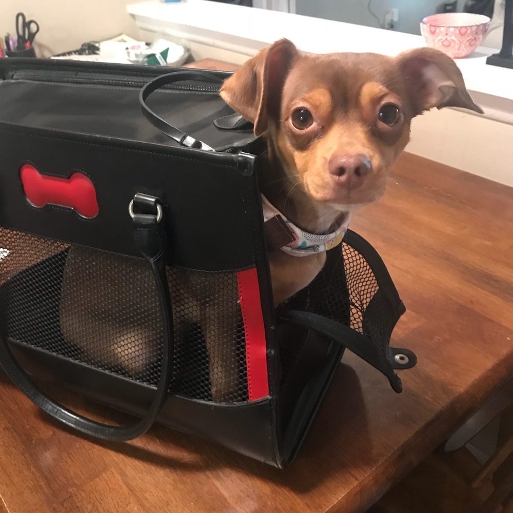 Dog Carrier